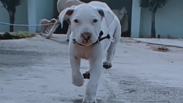 Dog Fails To Catch Gazelle In Epic Safari Footage