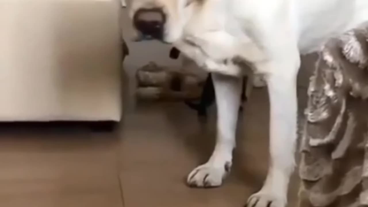 Cat funny 😺