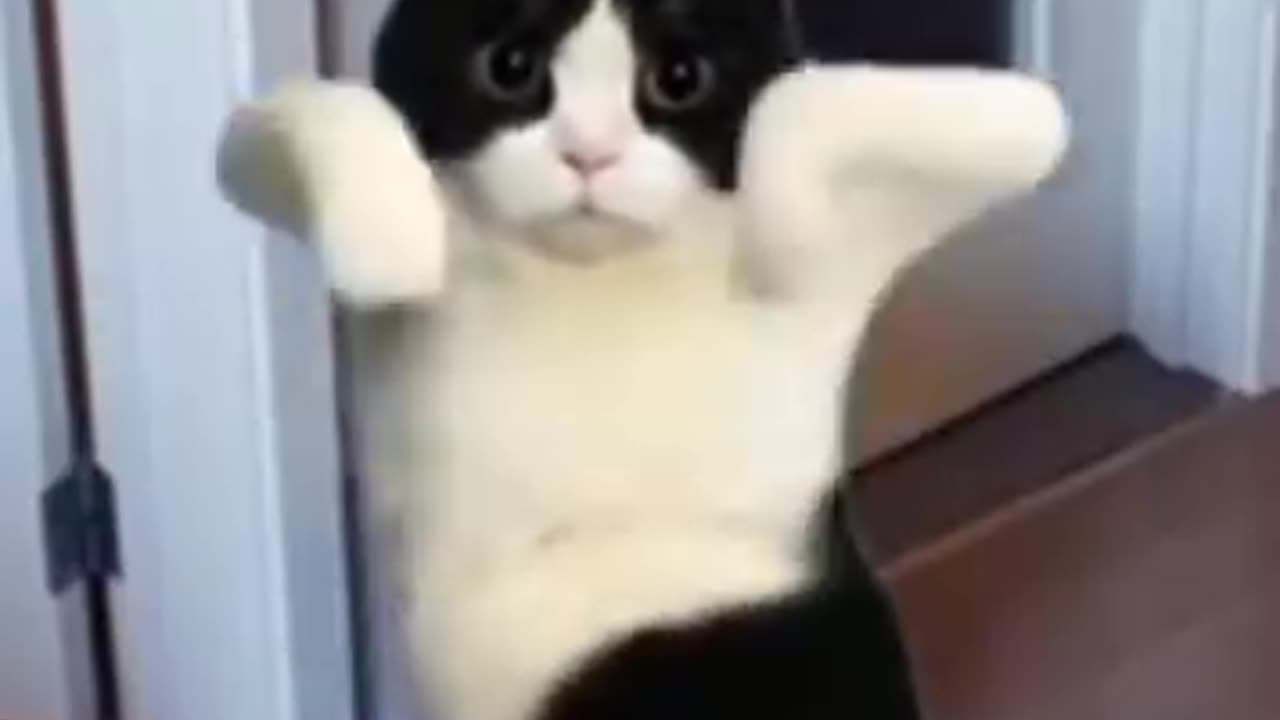 Dancing Cat the Cutest and Most Adorable Cats in 2024
