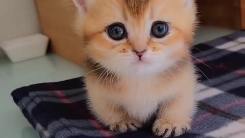 Cute cat small cat funny cat