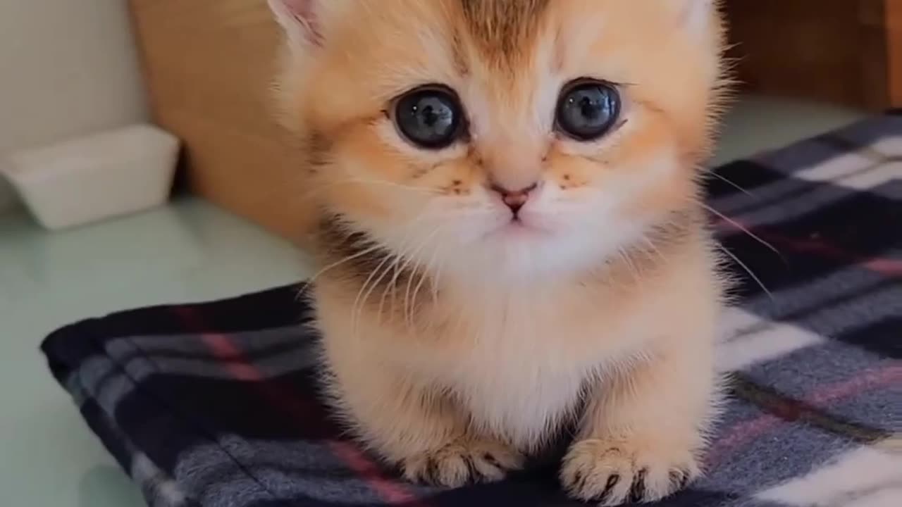 Cute cat small cat funny cat