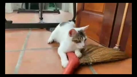 Playing Cat