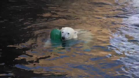 Polar Bear Amelia Gray Swims And Dives With Giant Pickle
