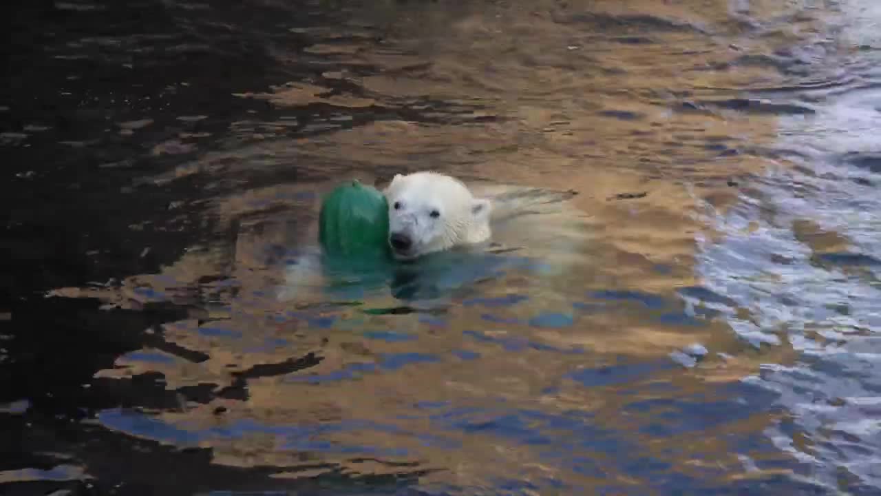 Polar Bear Amelia Gray Swims And Dives With Giant Pickle