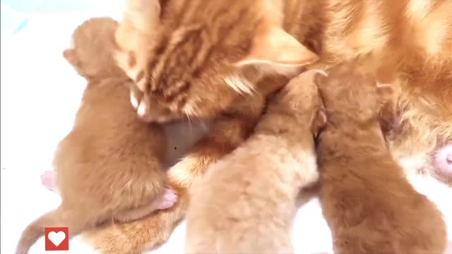 Baby Kittens Kneading Mommy Cat - Baby Kittens Growing Up Day 2