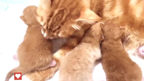 Baby Kittens Kneading Mommy Cat - Baby Kittens Growing Up Day 2