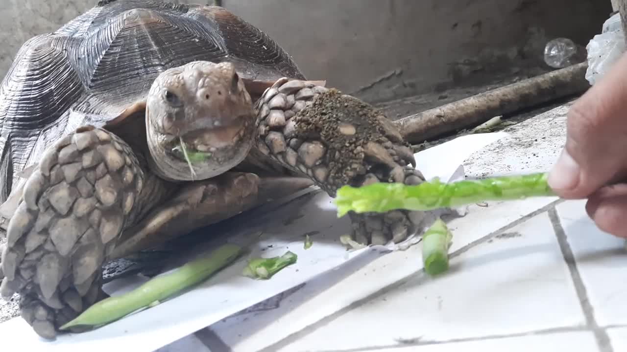 Wah Lahap Banget, Kura Kura 30 CM Lagi Makan Siang