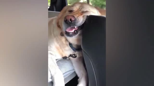 Funniest Cats and Dogs 😺🐶 Part 18 | Pets Family