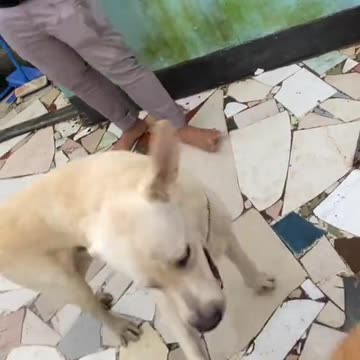 Massive Newfoundland Thinks He's A Tiny Lap Dog