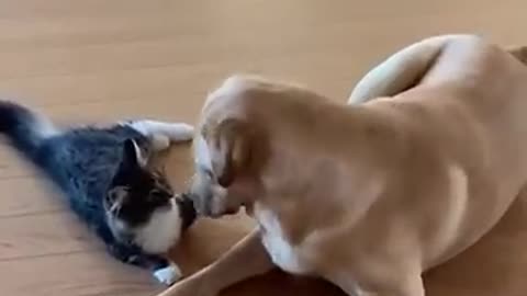 Kitten and dog have the cutest fight