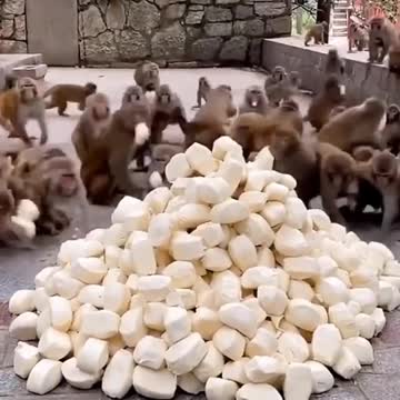 several monkeys eating fruit