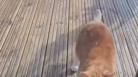 The smartest Cat Ever!