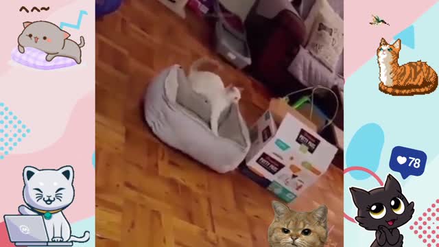 Funniest 😻 Cats - Try Not To Laugh 🤣