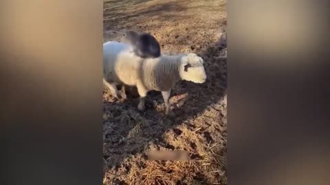 Funny animals