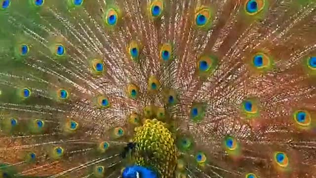 beautiful peacock