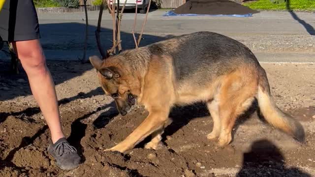 Deschutes the German Shepherd Decides to Help Dad Dig