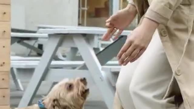 What a Shot Puppy dog video