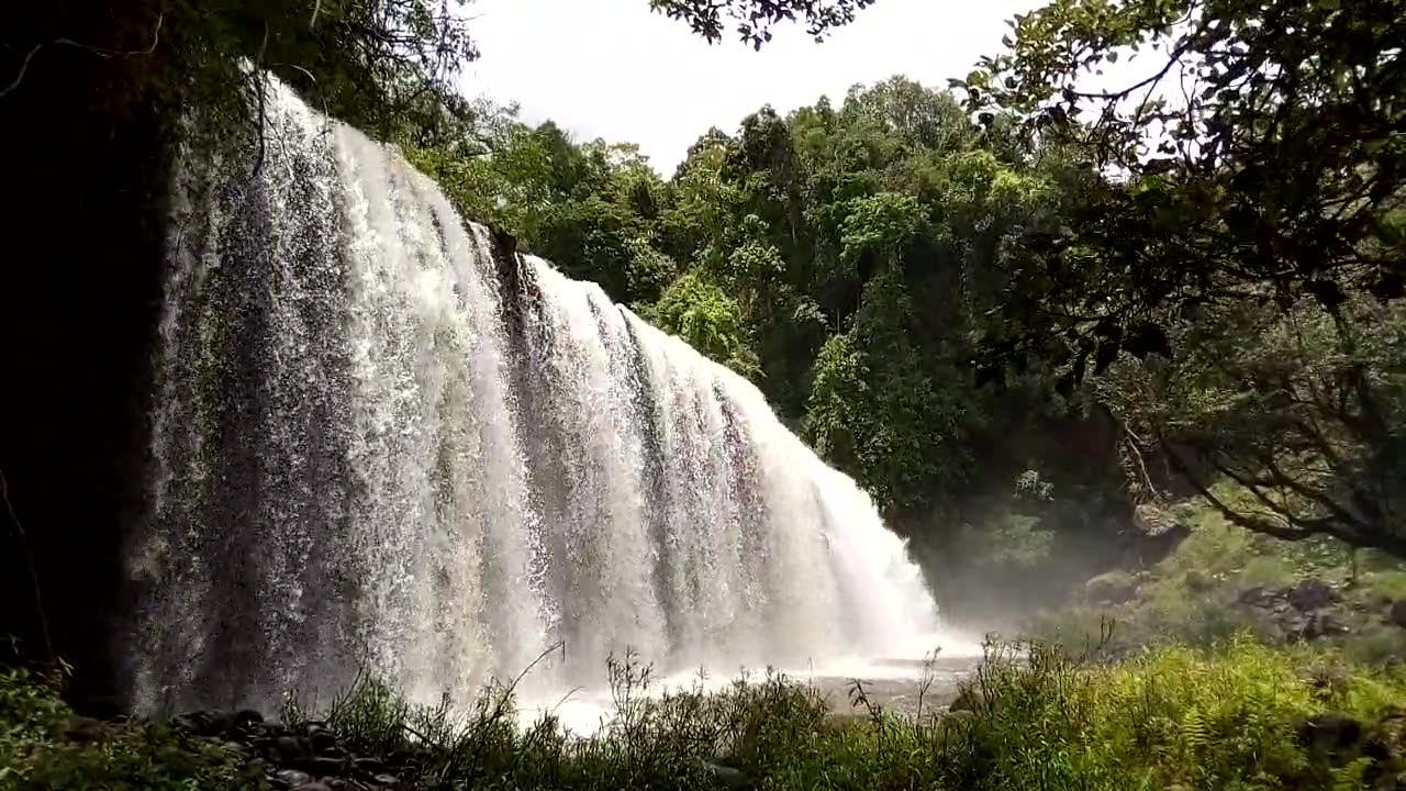 Amazon forest beautiful seen