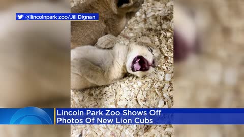 Lincoln Park Zoo share photos of new lion cubs