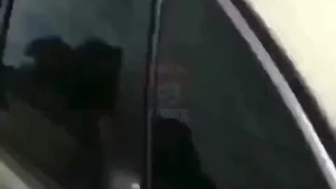 Look out, animals on the loose!