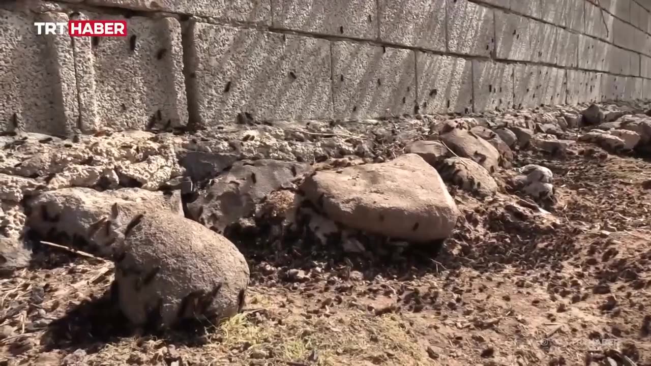 The caterpillar invasion began in Shirnak in southeastern Turkey.Throw in globalists?