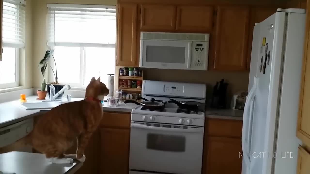 Funny Cat Jump Fail Compilation