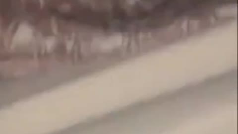 Funny videos of animals part 256
