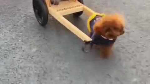 FUNNY DOG VIDEO | Dog takes his friend for a ride!! | BEST OF 2022