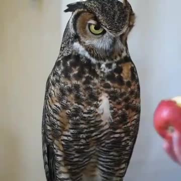 Videos of animals, pets, cats. dogs, etc.