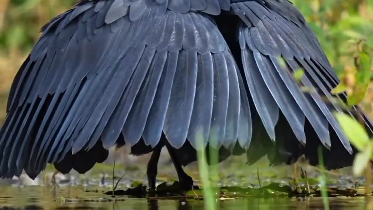 Natural bird