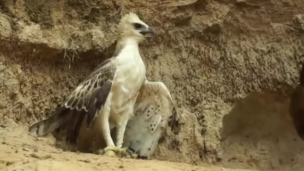 SERANGAN AYAM KE BURUNG ELANG