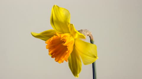 yellow flower blooms