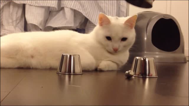 Gif video of cat playing cups