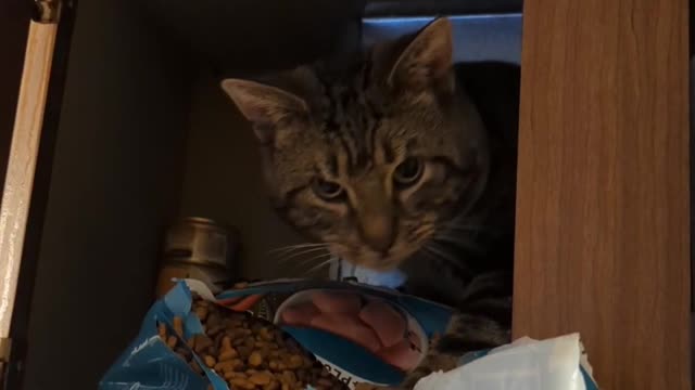 Cat Behind Child Locks Snacks on Food