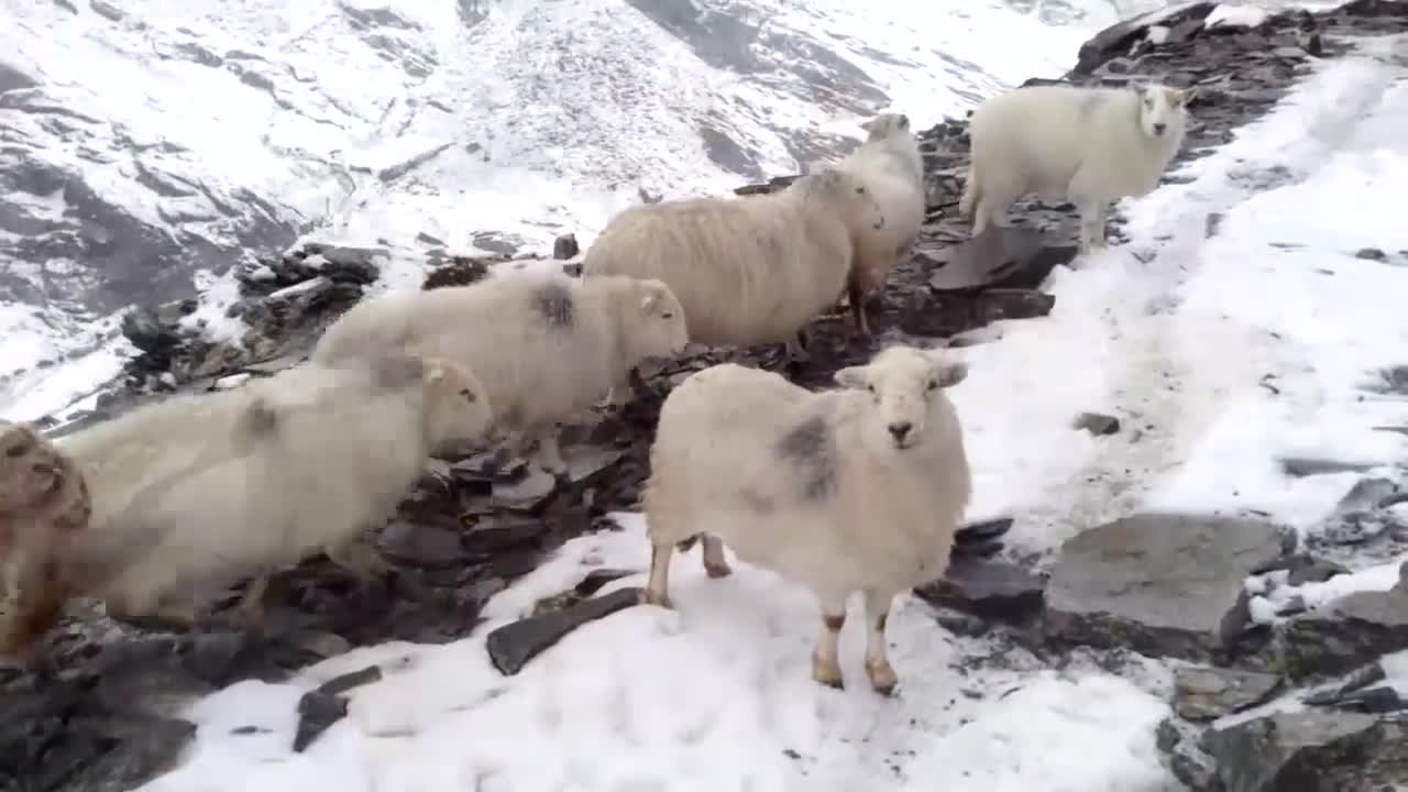 Followed by Hungry Sheep in the Snow up in the Mountains of North Wales