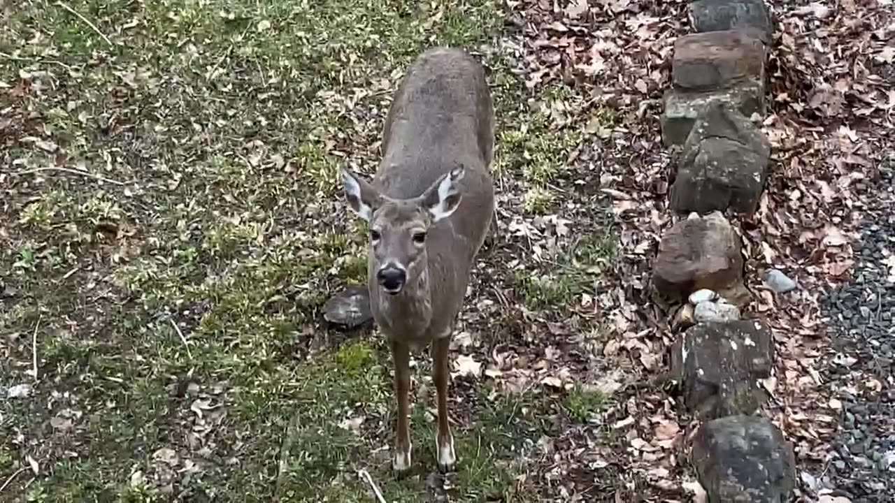 Deer 🦌 NW NC at The Treehouse 🌳 8am is breakfast time 🍎 Have a blessed Sunday ✝️ #jesussaves