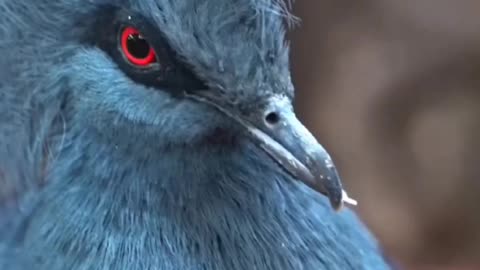 Victoria Crowned Pigeon