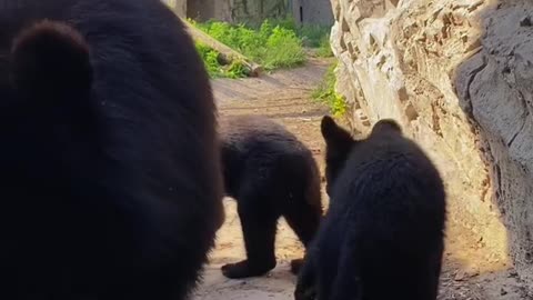 Asiatic black bears