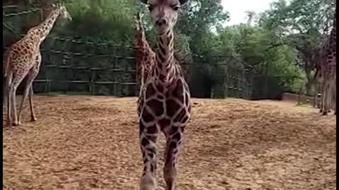 This giraffe, he doesn't seem to be afraid of people at all