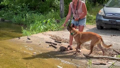 Belgian Malinois dog repeatedly catches ball but gives it to his new friends