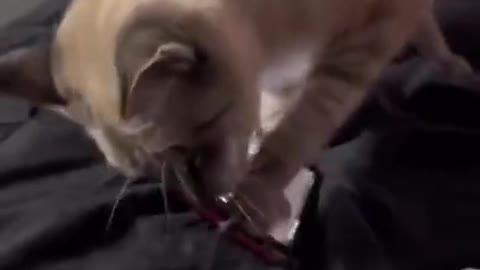 This cat had a corporate job in a past life and he's over it