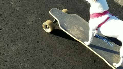 Rat Terrier loves to skateboard