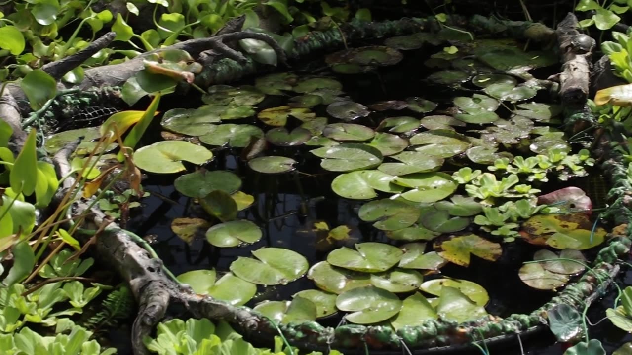 koi and goldfish pond 200926 back of pond pan