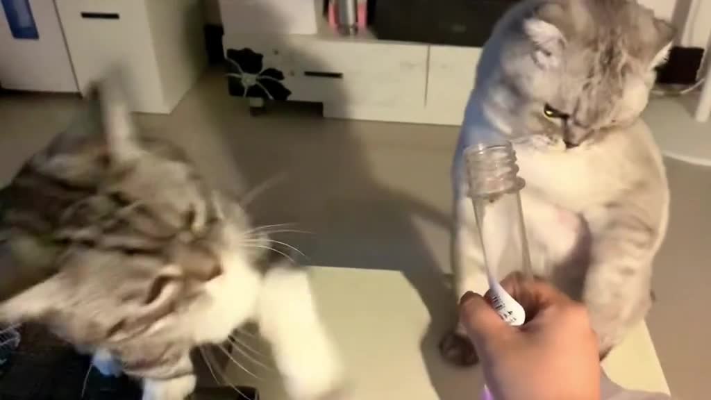 🐱Why are the bottles hitting me