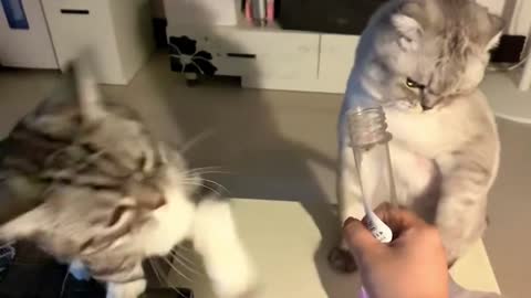 🐱Why are the bottles hitting me