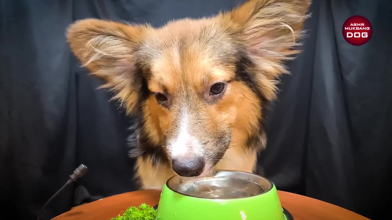 Corgi Puppy Dog Eating Steak 🐕2