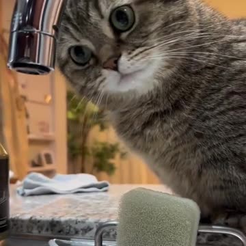 Plumber cat trying to isolate slow faucet leak