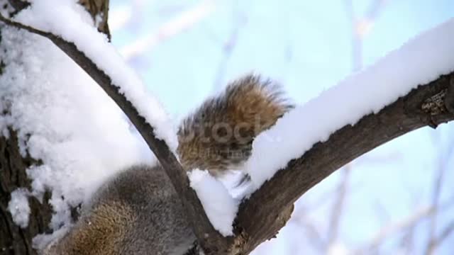 Squirrel in tree with snow.❤️