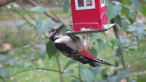 Beautiful birds. The life of the prairies