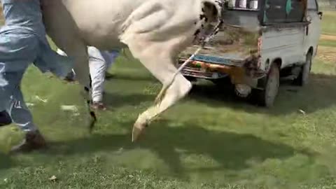 Animal videos